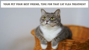 You are currently viewing Your Pet Your Best Friend, Time For That Cat Flea Treatment