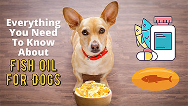 You are currently viewing Everything You Need To Know About Fish Oil for Dogs