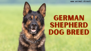 Read more about the article Should Read Before Adopt a German Shepherd Dog