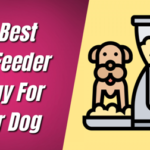 The Best Dog Feeder To Buy For Your Dog