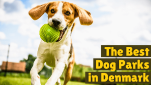 Read more about the article The Best Dog Parks in Denmark