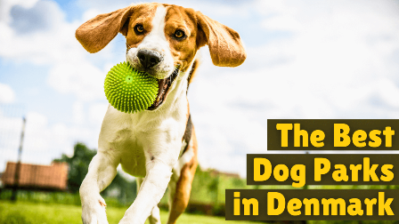 You are currently viewing The Best Dog Parks in Denmark