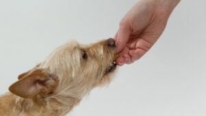 Read more about the article What is The Best Way to Feed Your Dog?