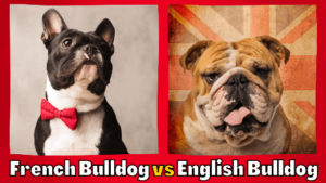 Read more about the article French Bulldog vs. English Bulldog: Which Dog Is Right For You?