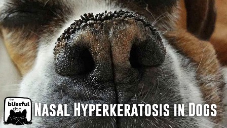 You are currently viewing How do you Treat Nasal Hyperkeratosis in Dogs?