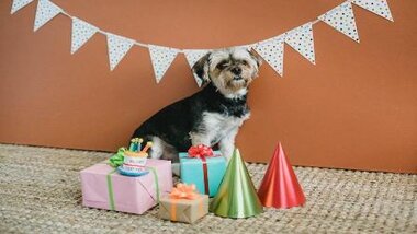 You are currently viewing The Cutest Gift Ideas For Your Dog In 2020