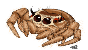 Read more about the article Top 6 Reasons Jumping Spiders Make Perfect Pets