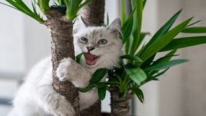 Read more about the article Building a Cat Tree for Your Large Cat – 6 Easy Steps!