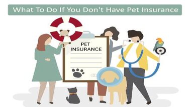 You are currently viewing What To Do If You Don’t Have Pet Insurance