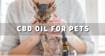 You are currently viewing Which CBD Oil Suitable for All Pets?