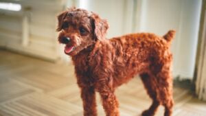 Read more about the article 10  Reasons Why You need Goldendoodle