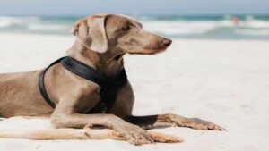 Read more about the article How to Choose the Best Dog Harness