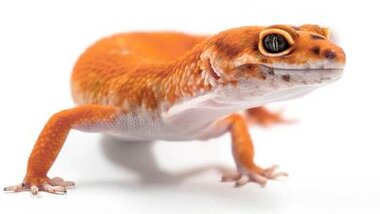 You are currently viewing Diagnose Leopard Gecko’s Health by Its Poop