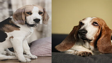 You are currently viewing Comparison Basset Hound Puppy VS Beagle