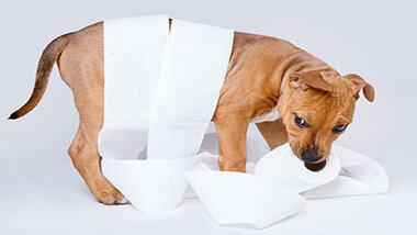 You are currently viewing When Should You Start Potty Training Your Dog?