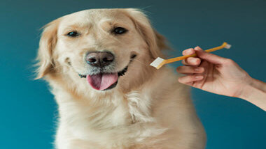 You are currently viewing How To Clean Dog Teeth Without Brushing?