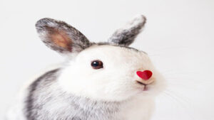 Read more about the article Pet Rabbit Lifespan and How to make it longer