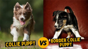 Read more about the article The Comprehensive Collie VS Border Collie Puppy Comparison
