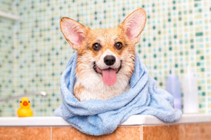 Read more about the article How Often Should You Bathe Your Dog?