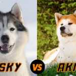 Husky Dog VS Akita Dog Breed and the Huskita Puppy