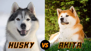 Read more about the article Husky Dog VS Akita Dog Breed and the Huskita Puppy
