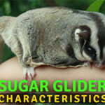 The Most Exciting Sugar Glider Characteristics