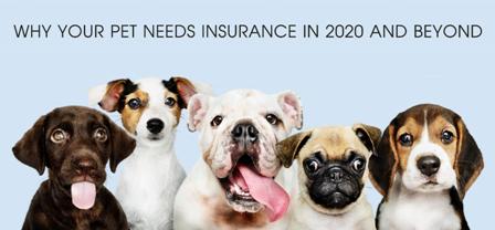 You are currently viewing Why Your Pet Needs Insurance in 2020 and Beyond