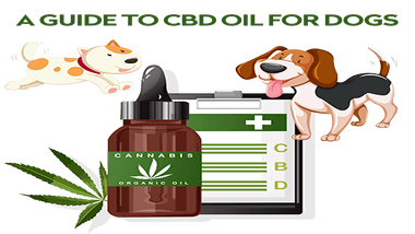 You are currently viewing The Ultimate Guide to CBD Oil for Dogs