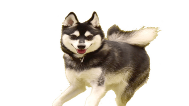 You are currently viewing Last Detailed Facts About Alaskan Klee Kai Dog Breed