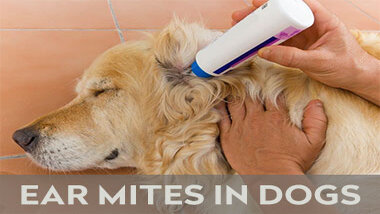 You are currently viewing Everything About Ear Mites and Hot Spots in Dogs