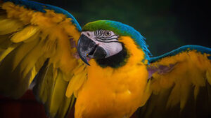 Read more about the article The Average Lifespan of Pet Parrots (How to Improve It)