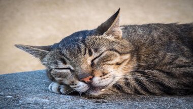 You are currently viewing Why Is My Cat Drooling? Symptoms, Causes and Diagnosis