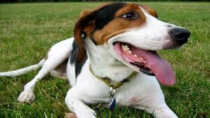 Read more about the article Comparison Treeing Walker Coonhound VS Foxhound