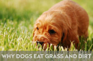 Read more about the article Why Do Dogs Eat Grass and Dirt: New Surprising Facts