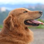 10 Great Dog Breeds for First-Time Owners