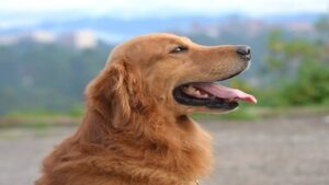 Read more about the article 10 Great Dog Breeds for First-Time Owners