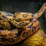 Great Pets: Slithering into Your Heart