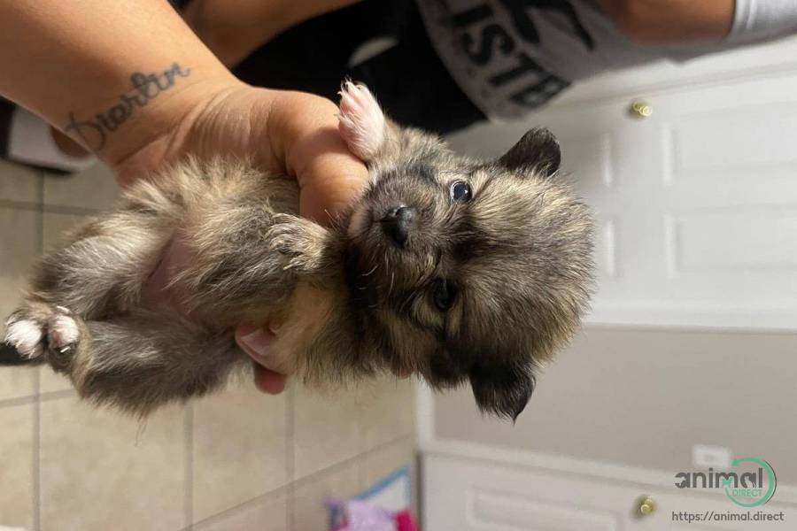 female puppies for sale, Pomeranian