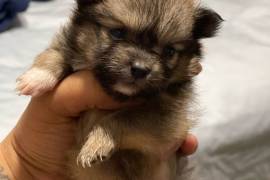 female puppies for sale, Pomeranian