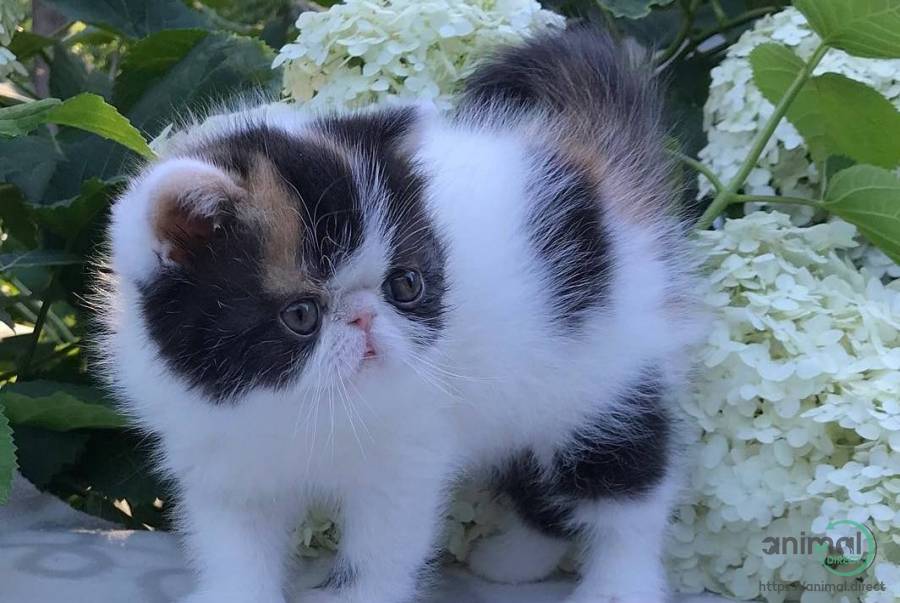 Persian kittens, Persian