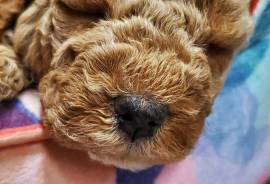 Mullis Goldendoodle Farms  , Mixed Breed
