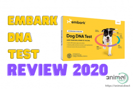 Embark DNA Test