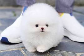 Pomeranian Puppy  , Pomeranian
