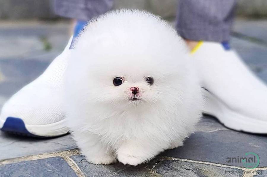 Pomeranian Puppy , Pomeranian