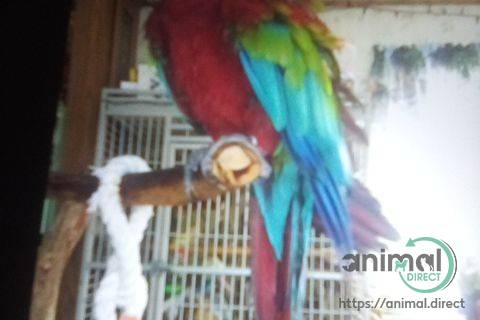 Bird , Macaw