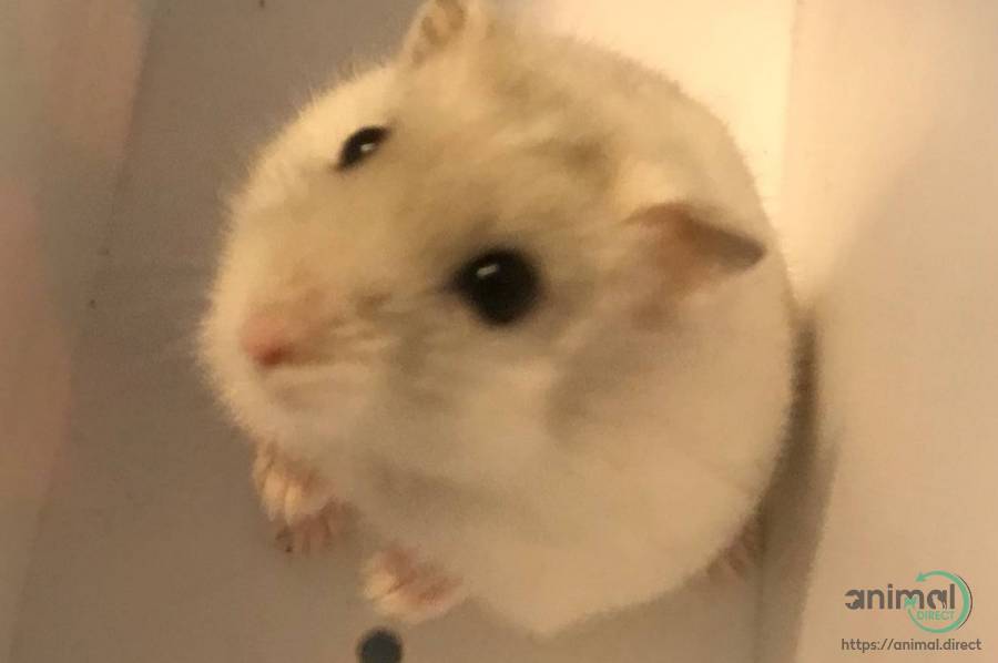 Winter White Dwarf Hamsters!, Hamster