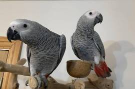 Tame African grey parrots, African Grey