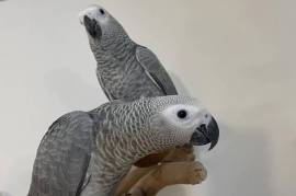 Tame African grey parrots, African Grey