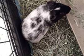 Tater and Tot need a home, Guinea Pig