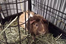 Tater and Tot need a home, Guinea Pig
